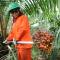 Пальмовое масло – польза, вред и почему его считают опасным